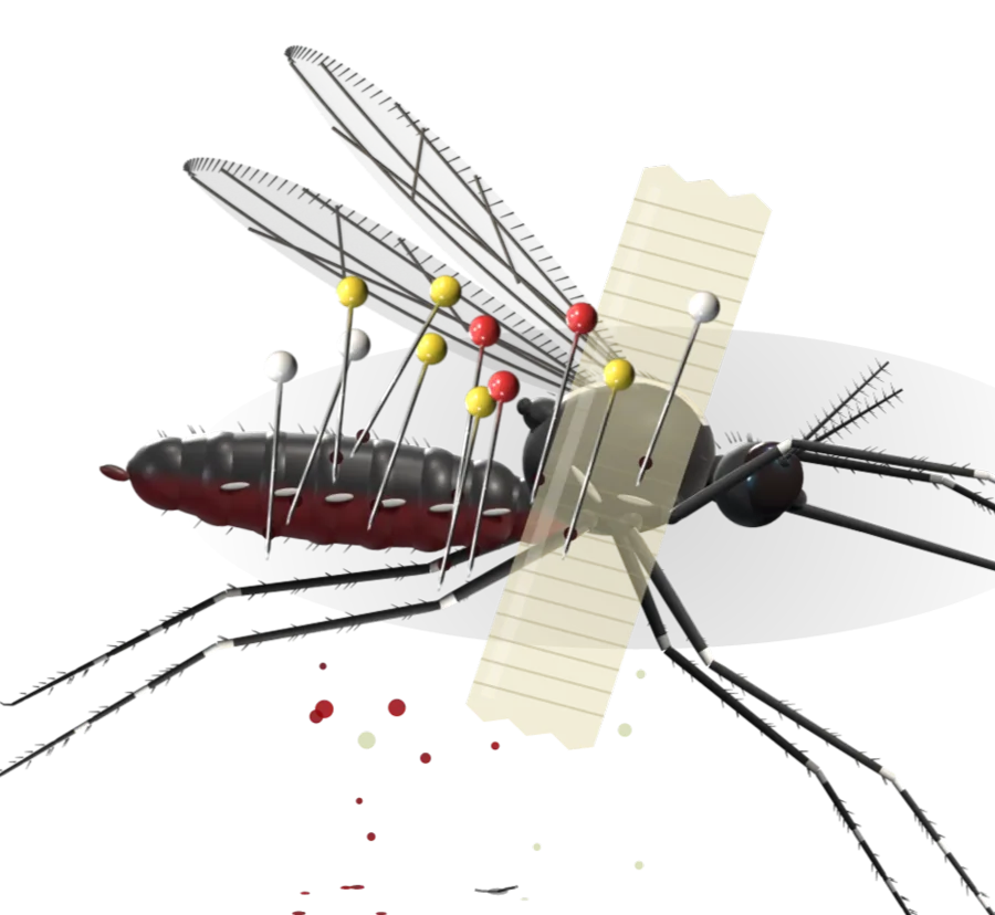 A mosquito pinned to the wall with tape and push pins